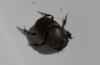 Onthophagus medius
