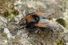 100053 – Photo : Guillaume Chorgnon – France (42)