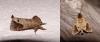 100414 – Photo : Arnaud Jean-Pierre – France (09)