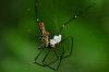 100658 – Photo : Jean-Claude Jamoulle – Singapour