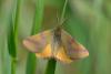 100495 – Photo : Fabricius – France (13)