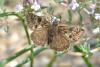 100621 – Photo : Fabricius – France (13)