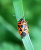 100901 – Photo : Patrick Decreus – France (93)