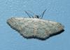 Idaea seriata