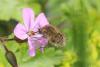 100620 – Photo : Michel Ehrhardt – France (68)