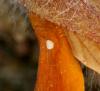 100405 – Photo : Pelouard – France (72)