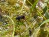100082 – Photo : Jean-Jacques Laffitte – France (17)