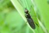100651 – Photo : Patrick Le Mao – France (35)