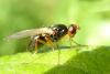100739 – Photo : Patrick Le Mao – France (22)