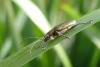 100712 – Photo : Patrick Le Mao – France (35)