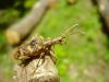 100866 – Photo : Jean-Claude HENRION – France (55)