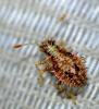Rhopalus sp.