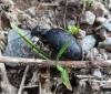 100614 – Photo : M. Bellifa – France (67)