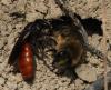 100608 – Photo : Jean-Sébastien Carteron – France (67)
