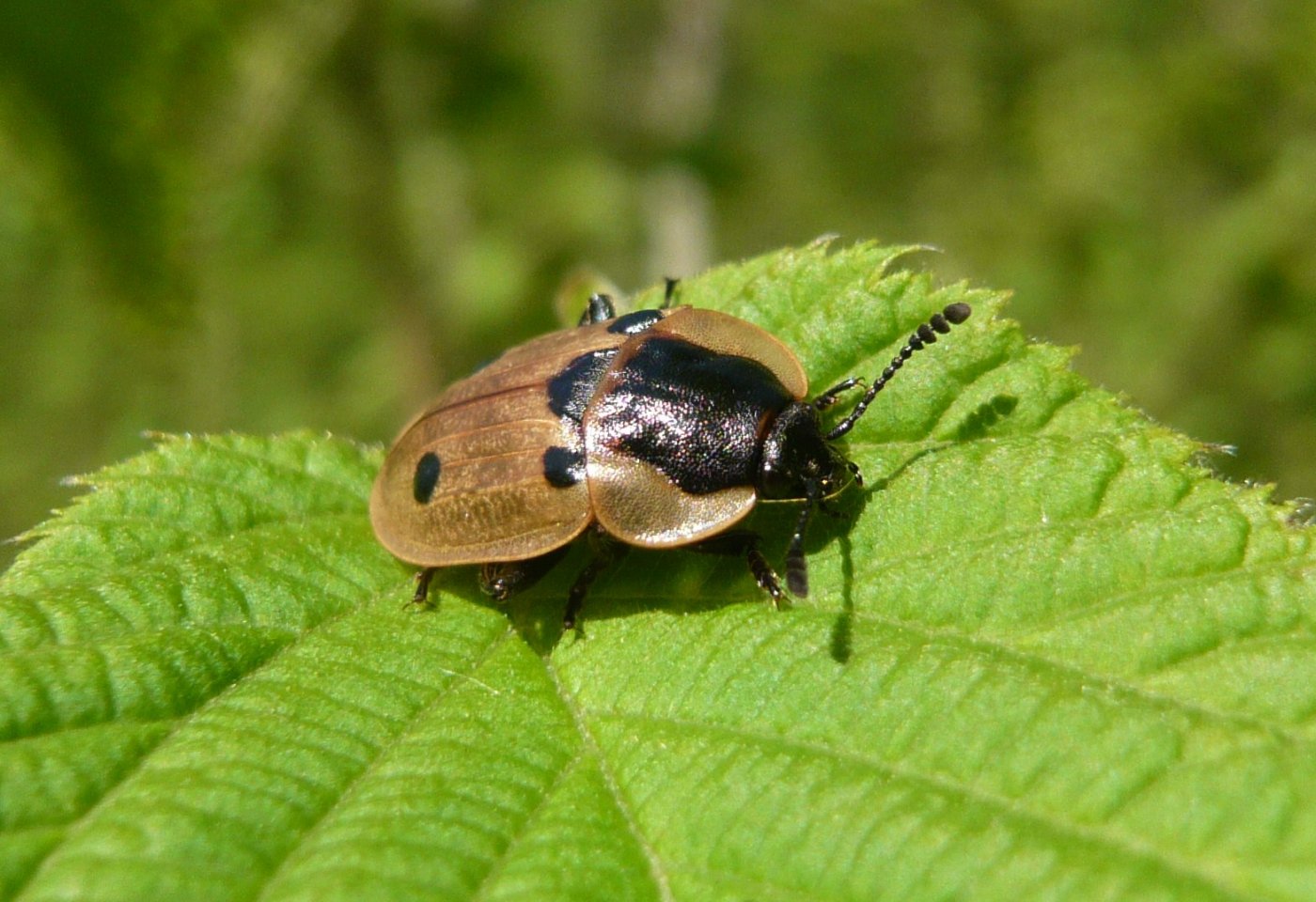 Sylvie Serrière - Dendroxena quadrimaculata - réf. 100317 (1400 x 960 pixels, 212 ko)