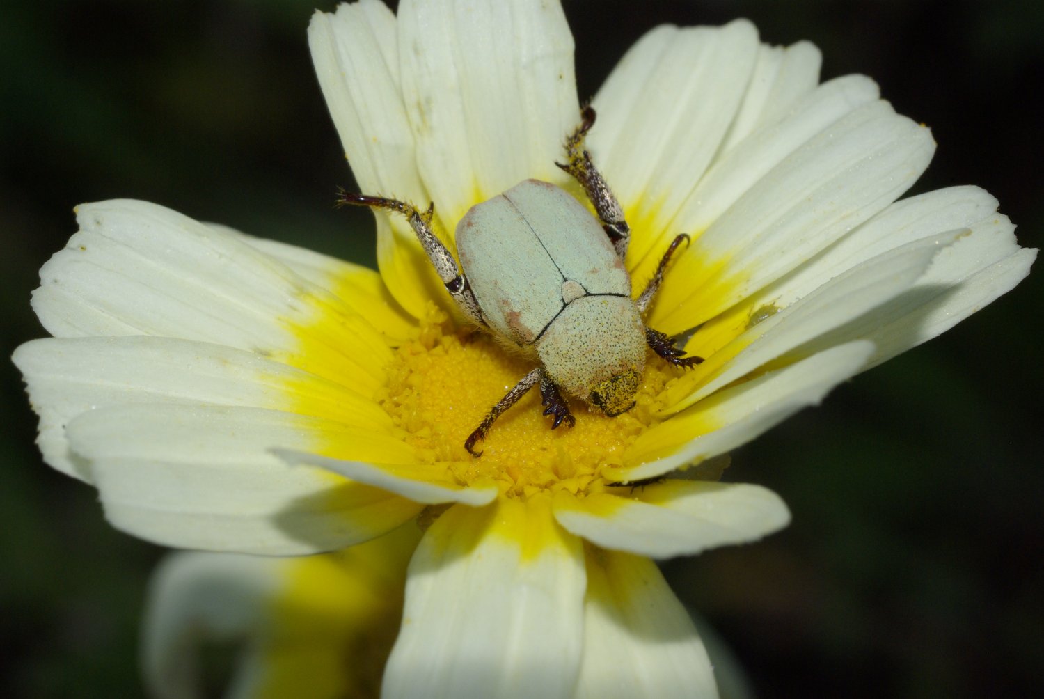 Stéphane Lecq - Hoplia (Hoplia) africana - réf. 100012 (1500 x 1004 pixels, 144 ko)