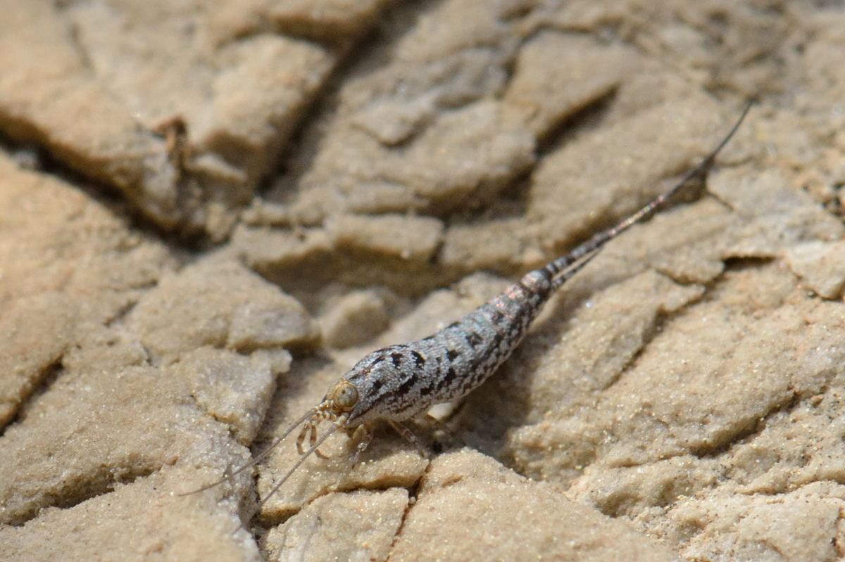Fabricius - Machilinus rupestris - réf. 100497 (1200 x 799 pixels, 202 ko)