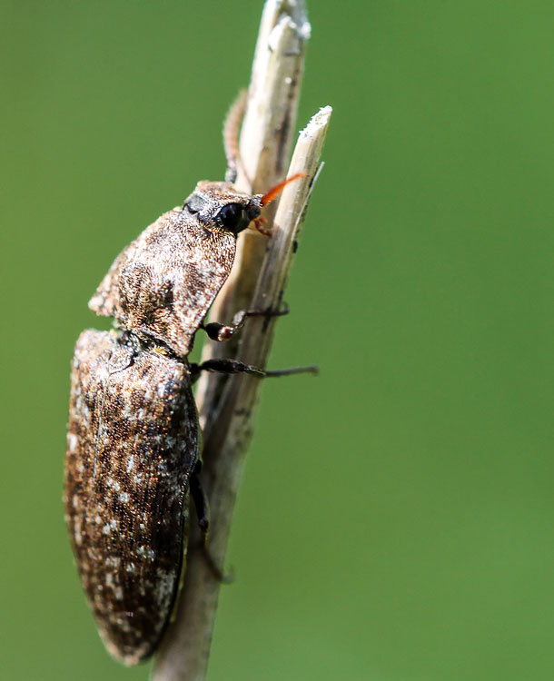 patrick derennes - Agrypnus murinus - réf. 100903 (610 x 750 pixels, 58 ko)