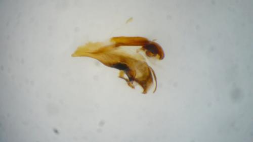 Bembidion latinum