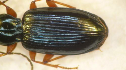 Réf. 101 350 : Bembidion decorum