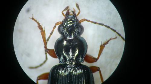 Réf. 101 349 : Bembidion decorum