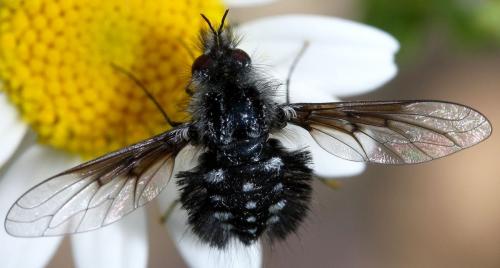 Réf. 101 478 : Bombylella atra