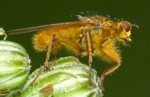 Scathophaga stercoraria