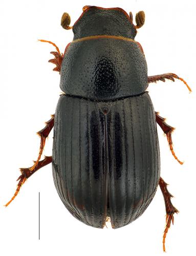Parammoecius pyrenaeus