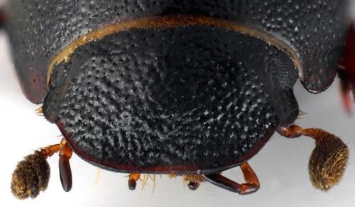 Parammoecius pyrenaeus