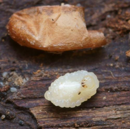 Arachnospila conjungens