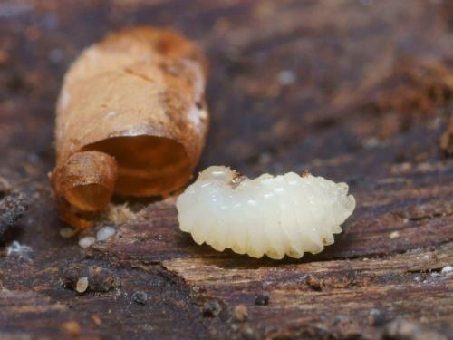 Arachnospila conjungens