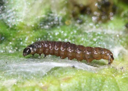 Réf. 101 627 : Agonopterix doronicella
