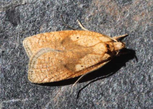 Agonopterix doronicella