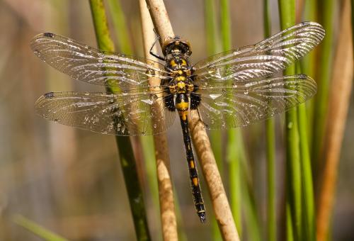 Leucorrhinia dubia