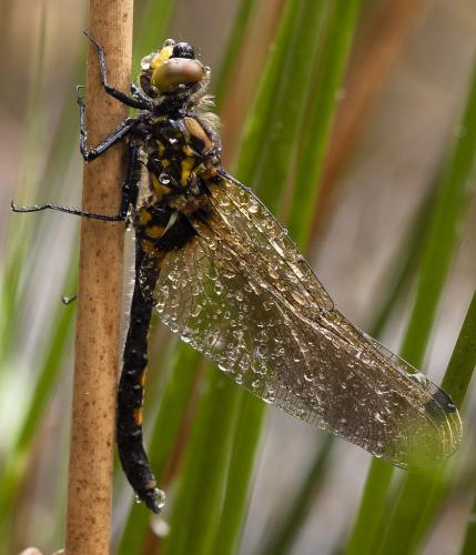 Leucorrhinia dubia