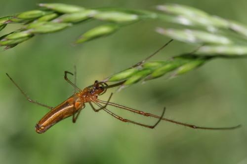 Réf. 101 101 : Tetragnatha montana
