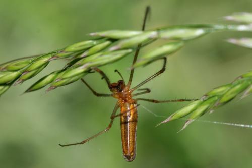 Tetragnatha montana