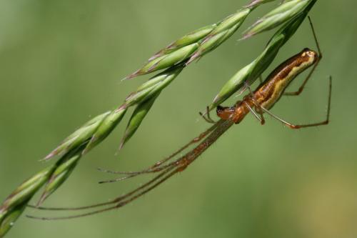 Réf. 101 103 : Tetragnatha montana