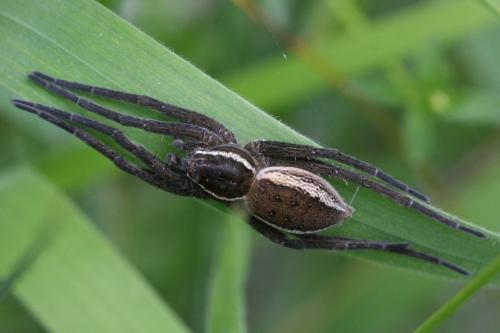 Dolomedes sp.