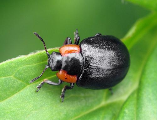Chrysomela collaris