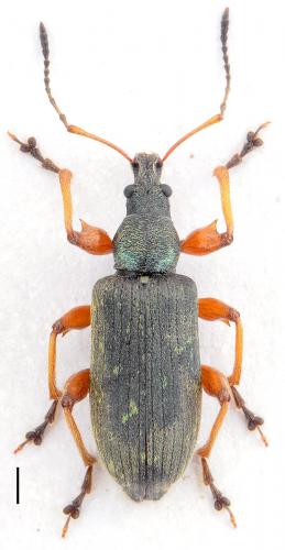 Phyllobius glaucus