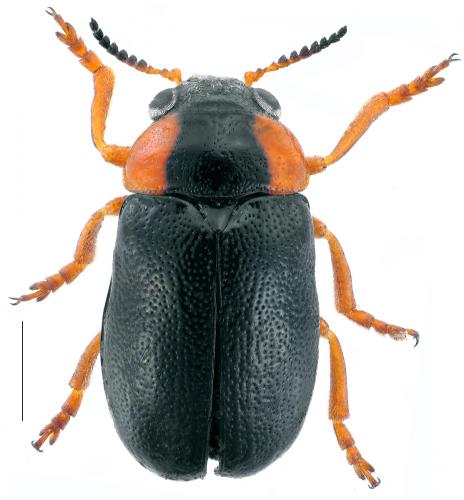 Smaragdina affinis