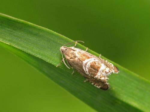 Grapholita jungiella