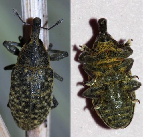 Réf. 101 659 : Larinus carlinae