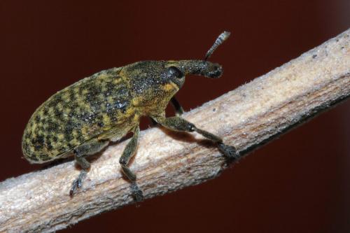 Réf. 101 658 : Larinus carlinae