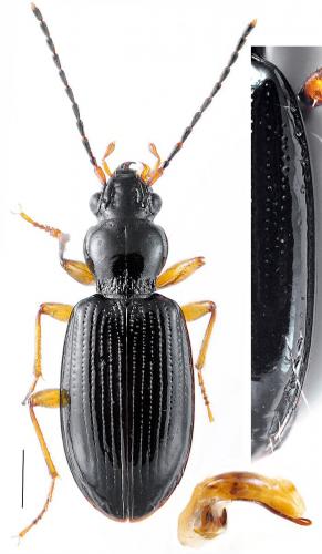 Réf. 101 969 : Sinechostictus ruficorne