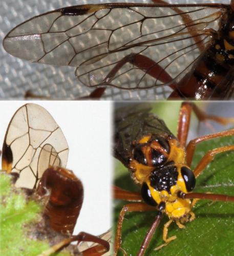 Tenthredopsis nassata