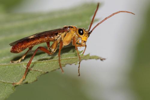 Réf. 101 727 : Tenthredopsis nassata