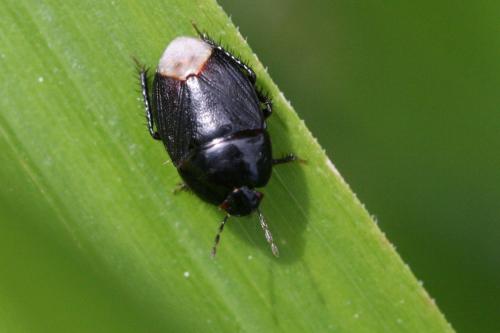 Geotomus punctulatus