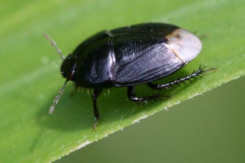 Geotomus punctulatus